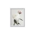 Picture of Romantic Blur Peony III _GroupedProduct_Rectangle_Portrait_Photography _GroupedProduct_Rectangle_Portrait_Framed_Matted_
