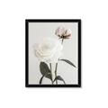 Picture of Romantic Blur Peony III _GroupedProduct_Rectangle_Portrait_Photography _GroupedProduct_Rectangle_Portrait_Framed_Matted_