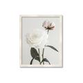 Picture of Romantic Blur Peony III _GroupedProduct_Rectangle_Portrait_Photography _GroupedProduct_Rectangle_Portrait_Framed_Matted_