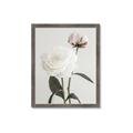 Picture of Romantic Blur Peony III _GroupedProduct_Rectangle_Portrait_Photography _GroupedProduct_Rectangle_Portrait_Framed_Matted_