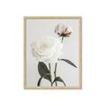 Picture of Romantic Blur Peony III _GroupedProduct_Rectangle_Portrait_Photography _GroupedProduct_Rectangle_Portrait_Framed_Matted_