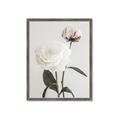 Picture of Romantic Blur Peony III _GroupedProduct_Rectangle_Portrait_Photography _GroupedProduct_Rectangle_Portrait_Framed_Matted_
