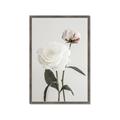 Picture of Romantic Blur Peony III _GroupedProduct_Rectangle_Portrait_Photography _GroupedProduct_Rectangle_Portrait_Framed_Matted_