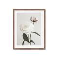 Picture of Romantic Blur Peony III _GroupedProduct_Rectangle_Portrait_Photography _GroupedProduct_Rectangle_Portrait_Framed_Matted_