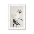 Picture of Romantic Blur Peony III _GroupedProduct_Rectangle_Portrait_Photography _GroupedProduct_Rectangle_Portrait_Framed_Matted_