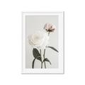 Picture of Romantic Blur Peony III _GroupedProduct_Rectangle_Portrait_Photography _GroupedProduct_Rectangle_Portrait_Framed_Matted_