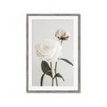 Picture of Romantic Blur Peony III _GroupedProduct_Rectangle_Portrait_Photography _GroupedProduct_Rectangle_Portrait_Framed_Matted_