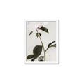 Picture of Romantic Blur Peony II _GroupedProduct_Rectangle_Portrait_Photography _GroupedProduct_Rectangle_Portrait_Framed_Matted_