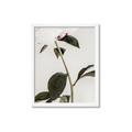 Picture of Romantic Blur Peony II _GroupedProduct_Rectangle_Portrait_Photography _GroupedProduct_Rectangle_Portrait_Framed_Matted_