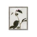 Picture of Romantic Blur Peony II _GroupedProduct_Rectangle_Portrait_Photography _GroupedProduct_Rectangle_Portrait_Framed_Matted_