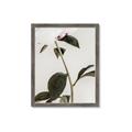 Picture of Romantic Blur Peony II _GroupedProduct_Rectangle_Portrait_Photography _GroupedProduct_Rectangle_Portrait_Framed_Matted_