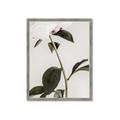 Picture of Romantic Blur Peony II _GroupedProduct_Rectangle_Portrait_Photography _GroupedProduct_Rectangle_Portrait_Framed_Matted_