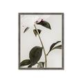 Picture of Romantic Blur Peony II _GroupedProduct_Rectangle_Portrait_Photography _GroupedProduct_Rectangle_Portrait_Framed_Matted_