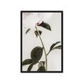 Picture of Romantic Blur Peony II _GroupedProduct_Rectangle_Portrait_Photography _GroupedProduct_Rectangle_Portrait_Framed_Matted_