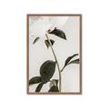 Picture of Romantic Blur Peony II _GroupedProduct_Rectangle_Portrait_Photography _GroupedProduct_Rectangle_Portrait_Framed_Matted_