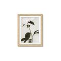 Picture of Romantic Blur Peony II _GroupedProduct_Rectangle_Portrait_Photography _GroupedProduct_Rectangle_Portrait_Framed_Matted_