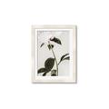 Picture of Romantic Blur Peony II _GroupedProduct_Rectangle_Portrait_Photography _GroupedProduct_Rectangle_Portrait_Framed_Matted_
