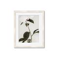 Picture of Romantic Blur Peony II _GroupedProduct_Rectangle_Portrait_Photography _GroupedProduct_Rectangle_Portrait_Framed_Matted_