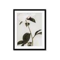 Picture of Romantic Blur Peony II _GroupedProduct_Rectangle_Portrait_Photography _GroupedProduct_Rectangle_Portrait_Framed_Matted_