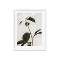 Picture of Romantic Blur Peony II _GroupedProduct_Rectangle_Portrait_Photography _GroupedProduct_Rectangle_Portrait_Framed_Matted_
