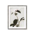 Picture of Romantic Blur Peony II _GroupedProduct_Rectangle_Portrait_Photography _GroupedProduct_Rectangle_Portrait_Framed_Matted_