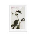 Picture of Romantic Blur Peony II _GroupedProduct_Rectangle_Portrait_Photography _GroupedProduct_Rectangle_Portrait_Framed_Matted_