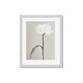 Picture of Romantic Blur Peony I _GroupedProduct_Rectangle_Portrait_Photography _GroupedProduct_Rectangle_Portrait_Framed_Matted_