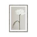 Picture of Romantic Blur Peony I _GroupedProduct_Rectangle_Portrait_Photography _GroupedProduct_Rectangle_Portrait_Framed_Matted_
