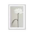 Picture of Romantic Blur Peony I _GroupedProduct_Rectangle_Portrait_Photography _GroupedProduct_Rectangle_Portrait_Framed_Matted_