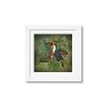 Picture of Tropical Paradise Toucan Bird _GroupedProduct_Square_Framed_Matted_