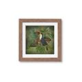 Picture of Tropical Paradise Toucan Bird _GroupedProduct_Square_Framed_Matted_