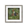 Picture of Tropical Paradise Toucan Bird _GroupedProduct_Square_Framed_Matted_
