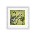 Picture of Vintage Tropical Birds I _GroupedProduct_Square_Framed_Matted_