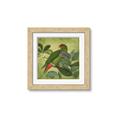 Picture of Vintage Tropical Birds II _GroupedProduct_Square_Framed_Matted_