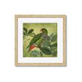 Picture of Vintage Tropical Birds II _GroupedProduct_Square_Framed_Matted_