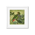 Picture of Vintage Tropical Birds II _GroupedProduct_Square_Framed_Matted_