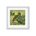 Picture of Vintage Tropical Birds II _GroupedProduct_Square_Framed_Matted_