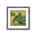 Picture of Vintage Tropical Birds II _GroupedProduct_Square_Framed_Matted_