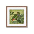 Picture of Vintage Tropical Birds II _GroupedProduct_Square_Framed_Matted_