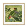 Picture of Vintage Tropical Birds II _GroupedProduct_Square_Framed_Matted_