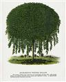 Picture of Kilmarnock Weeping Willow Tree Lithograph _GroupedProduct_Rectangle_Portrait_Unframed_Print_Only_