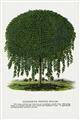 Picture of Kilmarnock Weeping Willow Tree Lithograph _GroupedProduct_Rectangle_Portrait_Unframed_Print_Only_