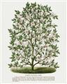 Picture of Hardy Magnolia Tree Lithograph _GroupedProduct_Rectangle_Portrait_Unframed_Print_Only_