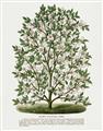 Picture of Hardy Magnolia Tree Lithograph _GroupedProduct_Rectangle_Portrait_Unframed_Print_Only_