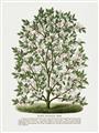 Picture of Hardy Magnolia Tree Lithograph _GroupedProduct_Rectangle_Portrait_Unframed_Print_Only_