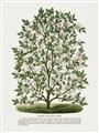 Picture of Hardy Magnolia Tree Lithograph _GroupedProduct_Rectangle_Portrait_Unframed_Print_Only_