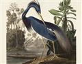 Picture of Vintage Heron Bird _GroupedProduct_Rectangle_Landscape_Unframed_Print_Only_