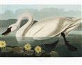 Picture of Vintage Floating White Swan _GroupedProduct_Rectangle_Landscape_Unframed_Print_Only_