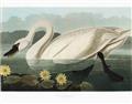 Picture of Vintage Floating White Swan _GroupedProduct_Rectangle_Landscape_Unframed_Print_Only_