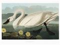 Picture of Vintage Floating White Swan _GroupedProduct_Rectangle_Landscape_Unframed_Print_Only_